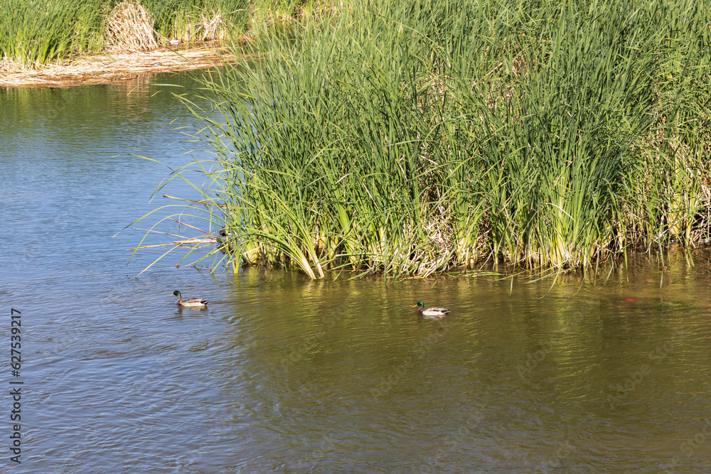 Ducks in the water Ducks in the water