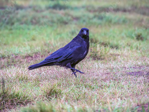 Fotografie A carrion crow on a grassy field looks into the camera