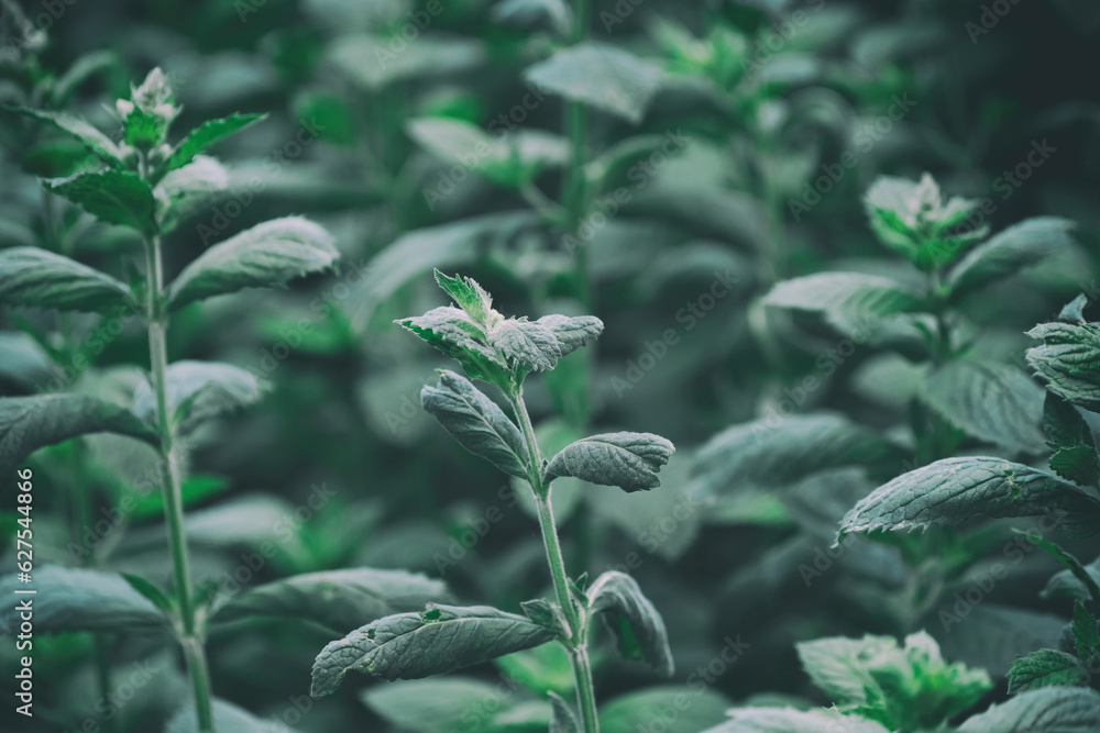 Fresh peppermint leaves in the garden. Green leaves of peppermint. Fresh peppermint leaves in the garden. Green leaves of peppermint.
