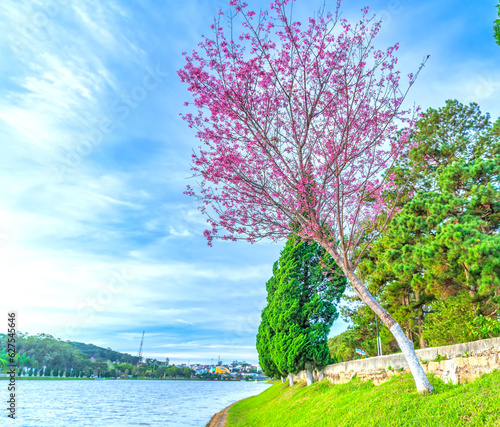 Cherry tree bloom along the road side in the sunny spring morning in Da Lat  Vietnam