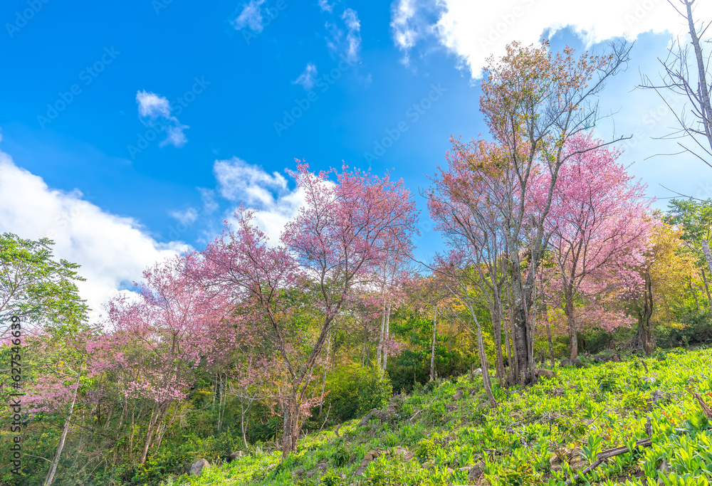 Morning view on the hillside with cherry apricot trees in bloom to welcome the peaceful spring in Da Lat, Vietnam Morning view on the hillside with cherry apricot trees in bloom to welcome the peaceful spring in Da Lat, Vietnam