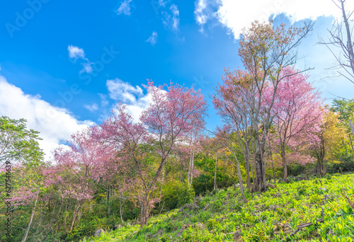 Morning view on the hillside with cherry apricot trees in bloom to welcome the peaceful spring in Da Lat, Vietnam