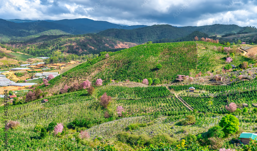 Forest full of wild sakura is blooming in springtime 2023 in the highlands of Da Lat, Vietnam. The change in the color of the primeval forest heralds the peaceful arrival of spring