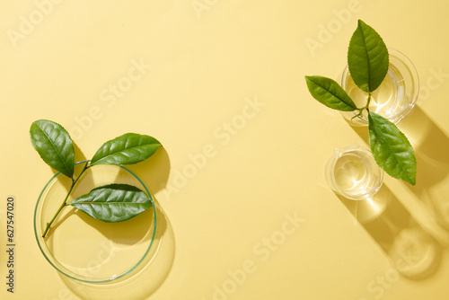 Fresh green tea leaves decorated with petri dish and beaker on beige background. Blank space in the middle for display cosmetic or product with ingredient from green tea. Minimal scene for advertising
