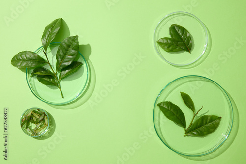 Fresh green tea leaves placed inside some petri dishes with an empty space. Studies suggest that Green tea (Camellia sinensis) may have positive effects on weight loss photo