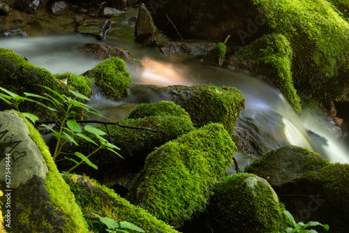 lush greens in leafy plants and a slippery moss that forms a thick carpet layer on large stones inside of a river bed that is reduced to a fast moving stream of fresh water from spring ice melt