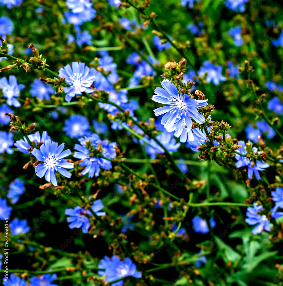 delicate blue flowers of chicory on a blurred natural background, narrow focus area
