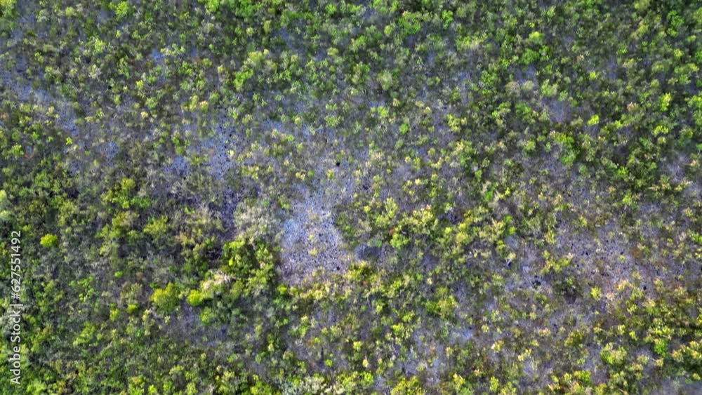 A drone flies over the canopy of a jungle and tropical rainforest towards a road while facing directly down towards the tree canopy in the Cayman Islands in the Caribbean. A drone flies over the canopy of a jungle and tropical rainforest towards a road while facing directly down towards the tree canopy in the Cayman Islands in the Caribbean.