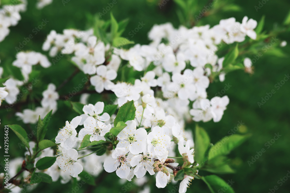 White flowers on a green bush. The white rose is blooming. Spring cherry apple blossom.