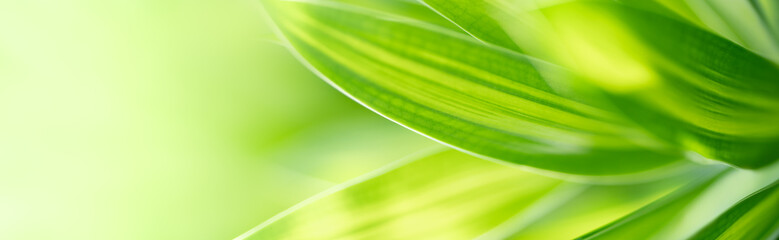 Nature of green leaf in garden at summer. Natural green leaves plants using as spring background cover page greenery environment ecology lime green wallpaper