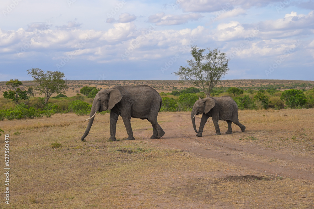Adult elephant and a baby elephant walk through the savannah