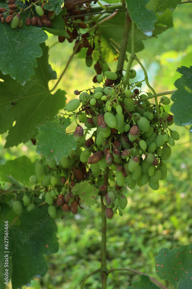 Unripe green Grape affected by downy or false mildew caused by the Plasmopara viticola fungus Unripe green Grape affected by downy or false mildew caused by the Plasmopara viticola fungus