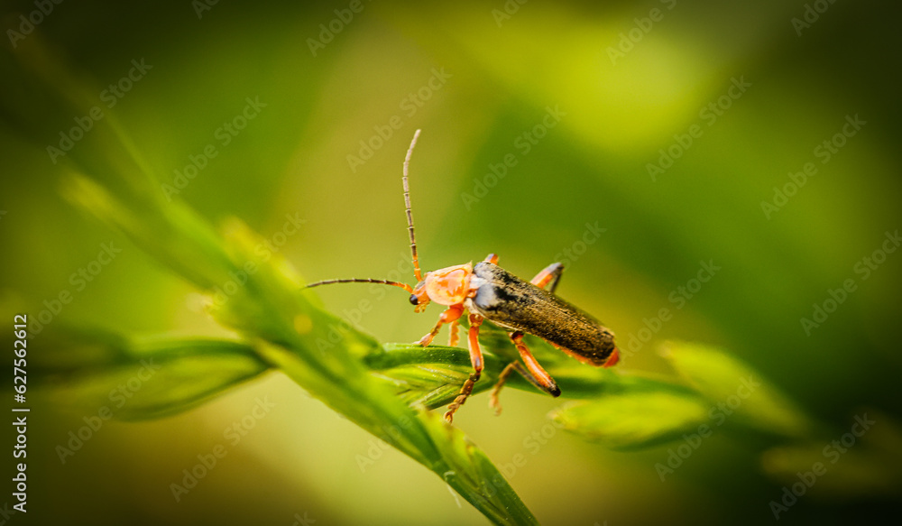 Naklejka premium Weichkäfer im Grünen