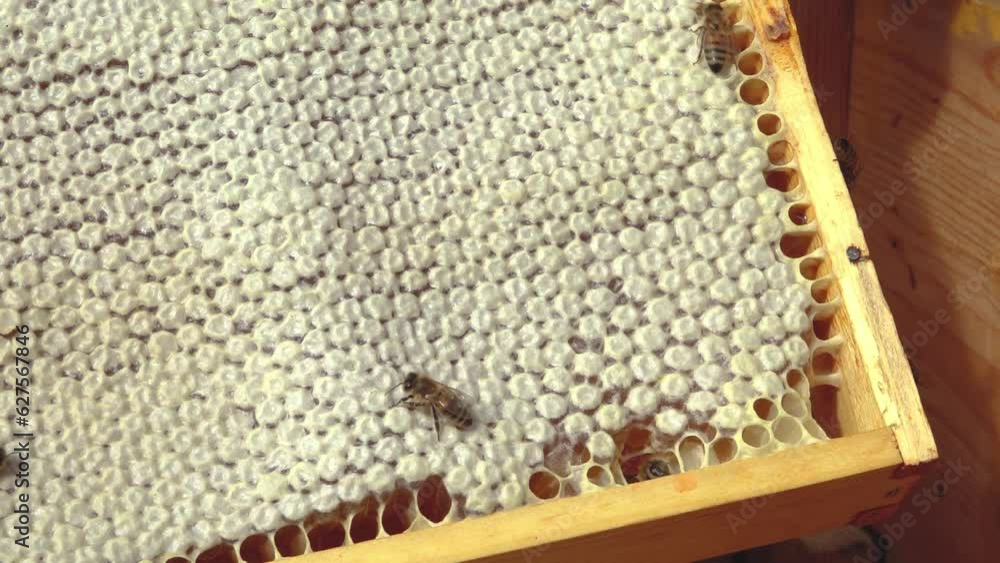 A beehive with honey. Bees swarm on cells. Insects working together in a beehive collect nectar from flower pollen to make sweet honey A beehive with honey. Bees swarm on cells. Insects working together in a beehive collect nectar from flower pollen to make sweet honey