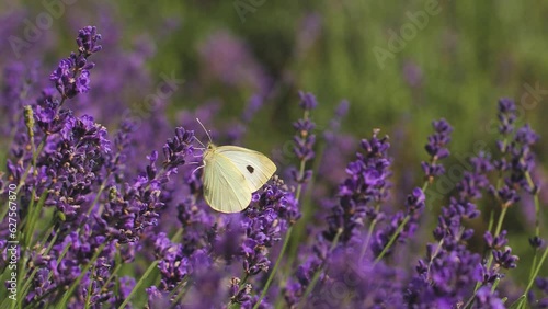 White butterflies in a lavender meadow. Swallowtail (Papilio machaon) and white butterfly on a lavender field. Butterfly on a flowering lavender meadow. photo