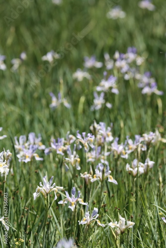 A meadow overflows with native Iris Missouriensis wildflowers, impressing notions of gratitude at over 8000 feet in the San Emigdio Mountains.