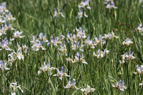 A meadow overflows with native Iris Missouriensis wildflowers  impressing notions of gratitude at over 8000 feet in the San Emigdio Mountains.