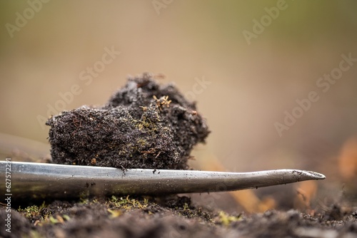 regenerative organic farmer, taking soil samples and looking at plant growth in a farm. practicing sustainable agriculture photo