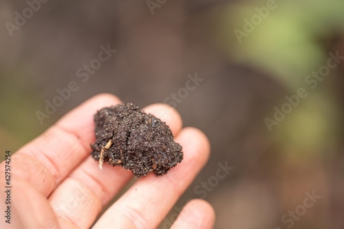 regenerative organic farmer, taking soil samples and looking at plant growth in a farm. practicing sustainable agriculture