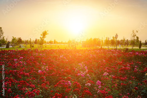 City park in early summer or spring with red blooming roses on a foreground and cloudy sky on a sunset or sunrise at summertime. photo