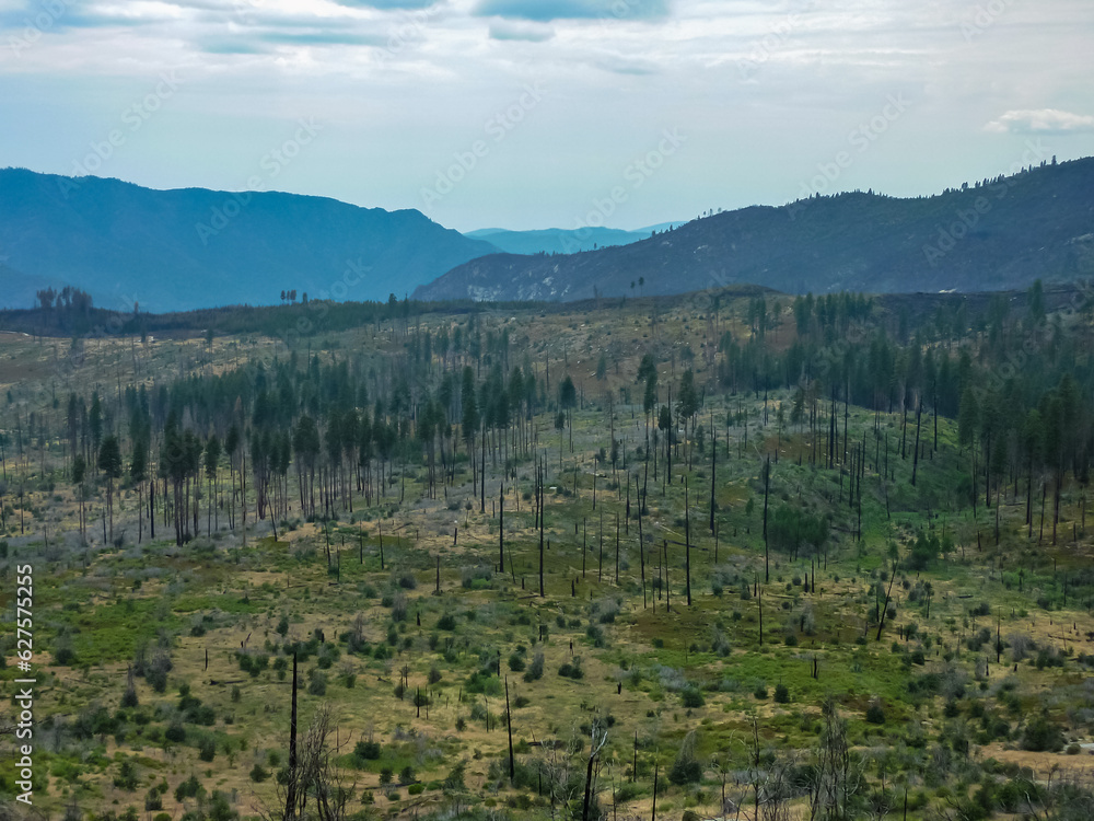 Area of forest destroyed by wild fire in the Little Yosemite Valley, Yosemite National Park, California, USA. Most of California was in exceptional drought. Result of climate change. Burned woodland