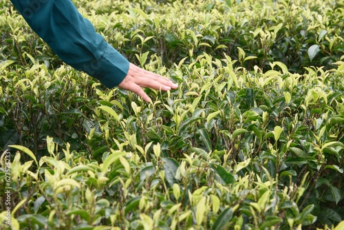 person picking up tea leaves in a tea garden