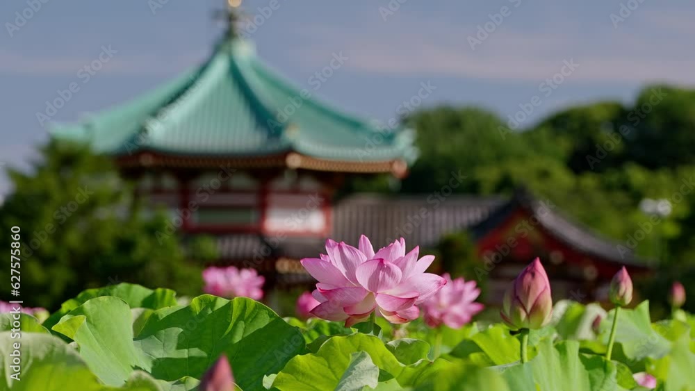 Beautiful lotus flowers in Tokyo Ueno Beautiful lotus flowers in Tokyo Ueno