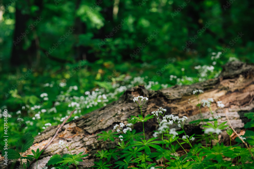 An old fallen tree, a snag surrounded by delicate spring flowers and grass. Green natural background, a symbol of the combination of young and old An old fallen tree, a snag surrounded by delicate spring flowers and grass. Green natural background, a symbol of the combination of young and old