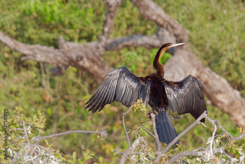 Selective focus photo of an African Darter (Anhinga rufa) standing on a branch with its wings spread photo