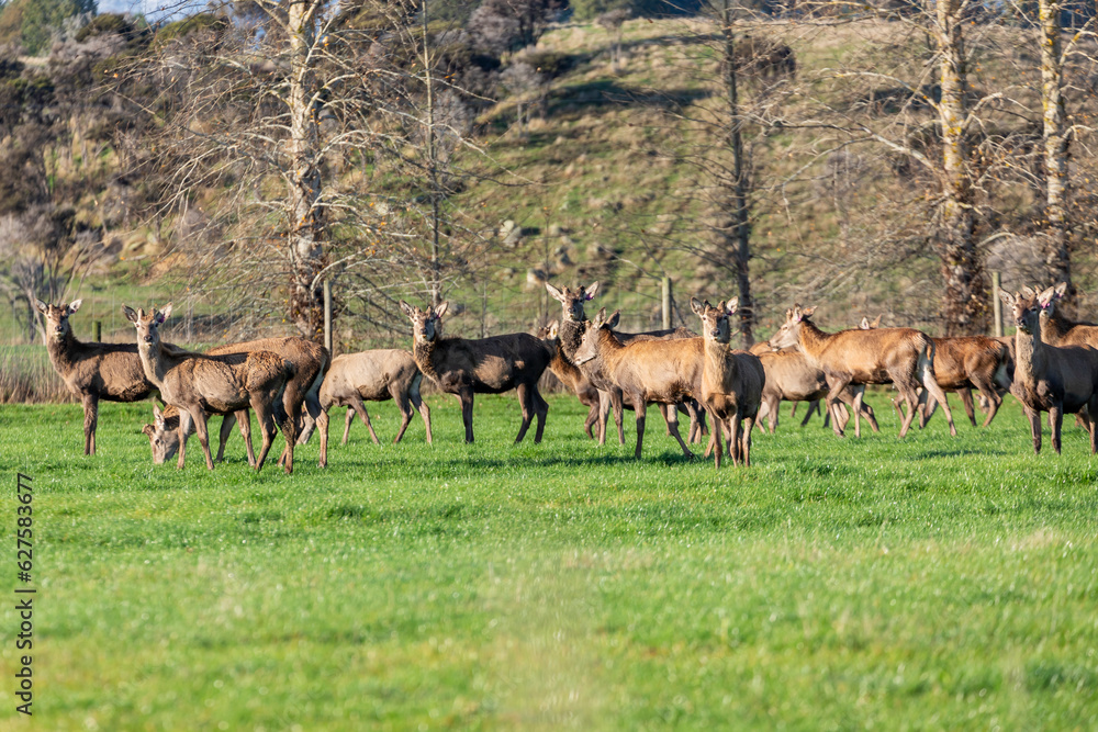 Photograph of farmed Deer grazing in a large green agricultural field on the South Island of New Zealand Photograph of farmed Deer grazing in a large green agricultural field on the South Island of New Zealand