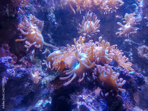 Bubble-tip anemone, (Entacmaea quadricolor)
