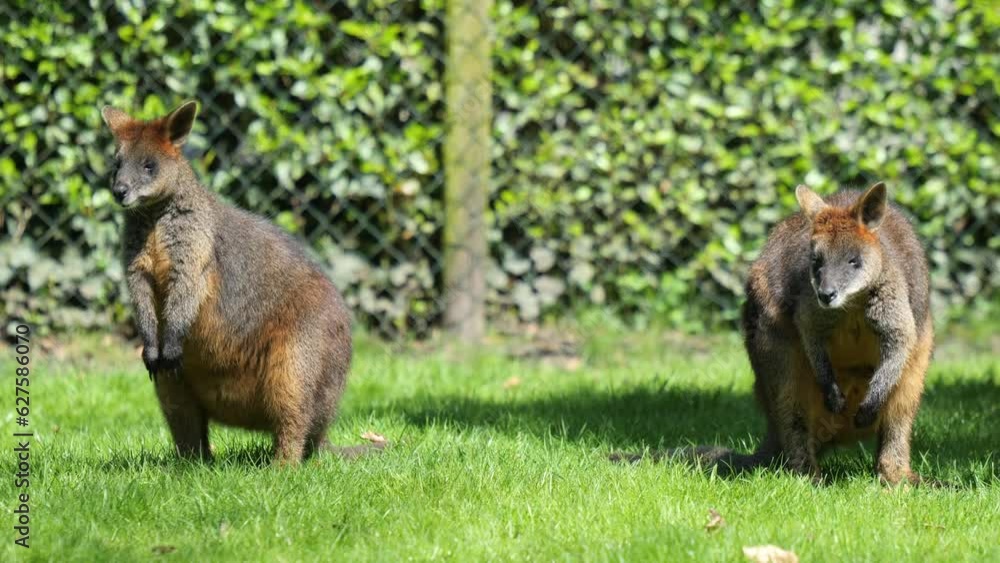 Cheerful Wallabies Grazing on Grass. Close-Up Sunny Day Video. Wildlife Appreciation Cheerful Wallabies Grazing on Grass. Close-Up Sunny Day Video. Wildlife Appreciation