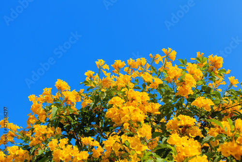 Tecoma stans yellow flowers closeup, yellow trumpetbush, yellow bells, yellow elder, green leaves, blue sky background, beautiful flower texture, decorative border, frame, natural floral decoration