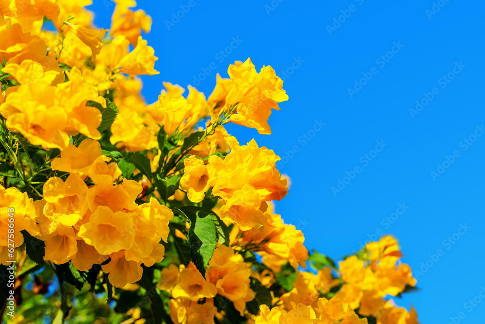 Tecoma stans yellow flowers closeup, yellow trumpetbush, yellow bells, yellow elder, green leaves, blue sky background, beautiful flower texture, decorative border, frame, natural floral decoration Tecoma stans yellow flowers closeup, yellow trumpetbush, yellow bells, yellow elder, green leaves, blue sky background, beautiful flower texture, decorative border, frame, natural floral decoration