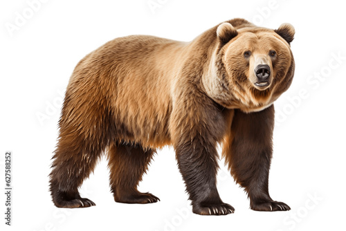 Close-Up of Grizzly Bear Isolated on Transparent Background. Generative AI