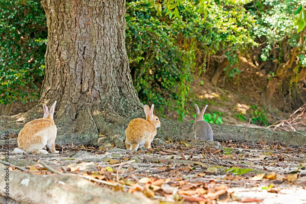 Fototapeta premium 木の根元にいるうさぎ達