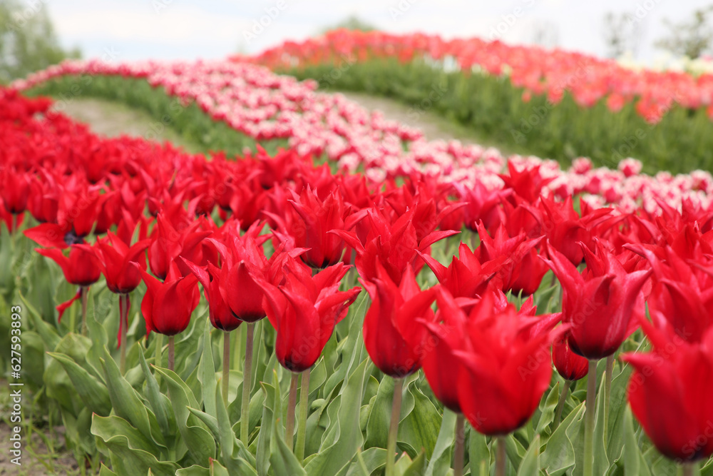 Beautiful red tulip flowers growing in field Beautiful red tulip flowers growing in field