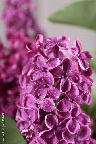 Beautiful blooming lilac flowers on blurred background  closeup