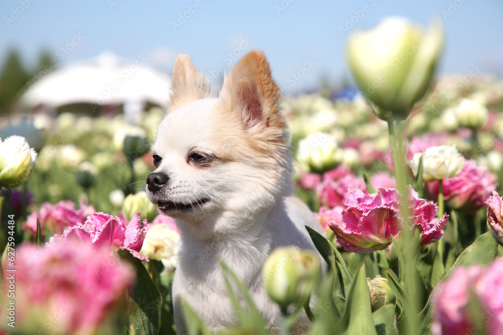Cute Chihuahua dog among beautiful tulip flowers on sunny day Cute Chihuahua dog among beautiful tulip flowers on sunny day