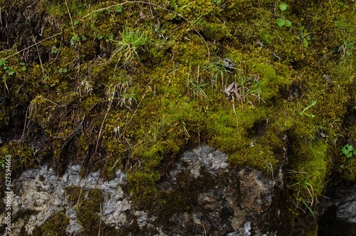 Rock overgrown with green moss in forest  closeup