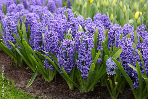 Beautiful hyacinth and tulip flowers growing outdoors