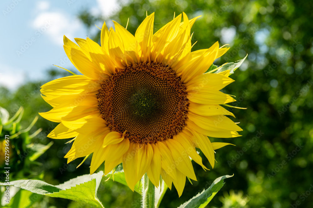 Sunflower close up. Beautiful sunflower blossom in field. Field of sunflowers Sunflower close up. Beautiful sunflower blossom in field. Field of sunflowers