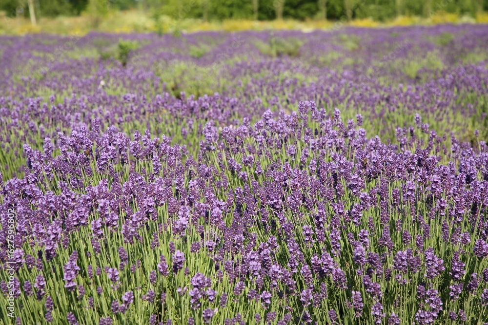 Beautiful view of blooming lavender growing in field Beautiful view of blooming lavender growing in field