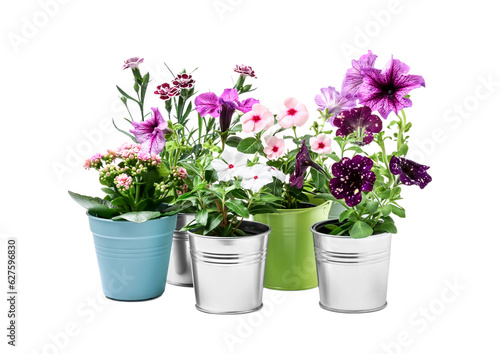 Beautiful flowers in different pots isolated on white