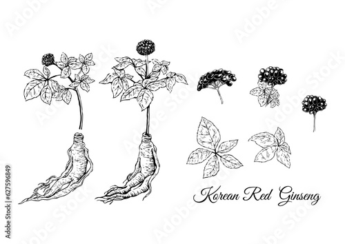 korean red ginseng root, hand-drawn, vactor, vintage, illustration