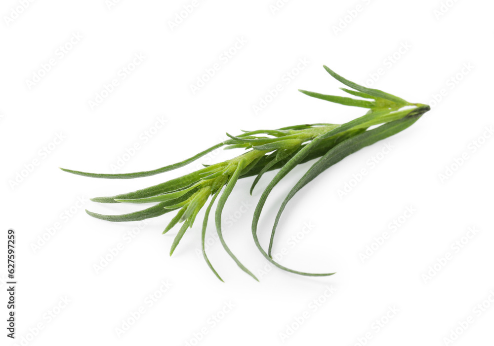 Fototapeta premium One sprig of fresh tarragon on white background