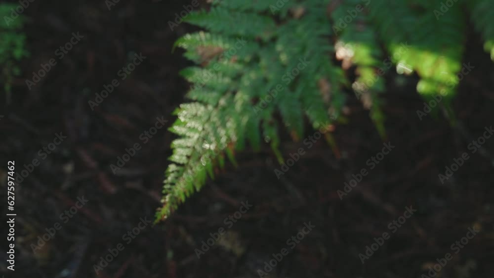 Lush green rainforest, Sunlight falling on fern tree, rack focus macro new zealand water on leaf, symmetry satisfaction iconic Lush green rainforest, Sunlight falling on fern tree, rack focus macro new zealand water on leaf, symmetry satisfaction iconic