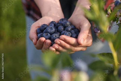 Woman holding heap of wild blueberries outdoors, closeup. Seasonal berries