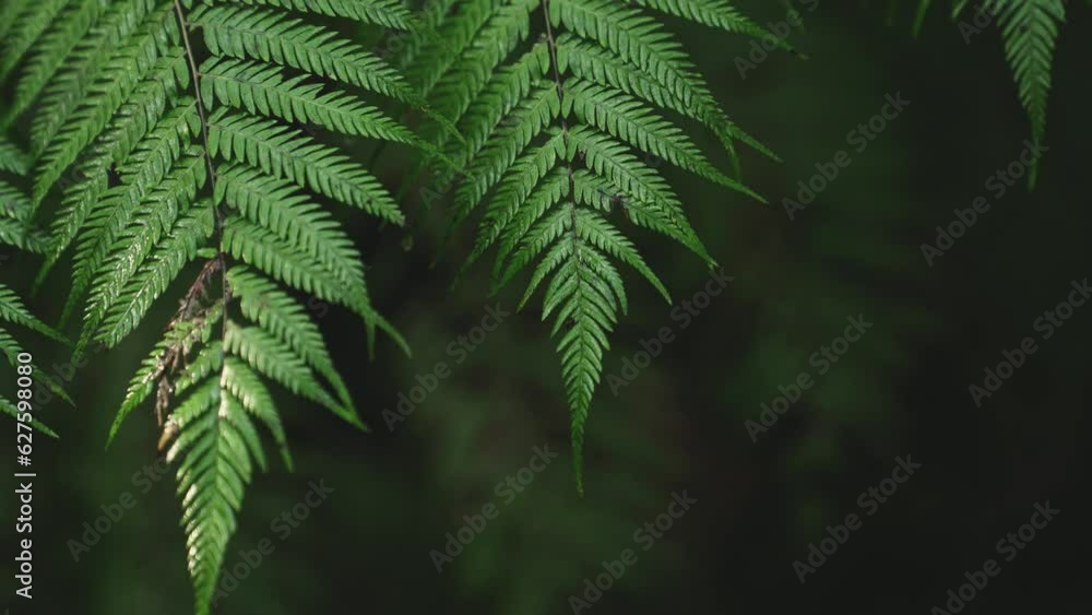 Lush green rainforest, Sunlight falling on fern tree, rack focus macro new zealand water on leaf, symmetry satisfaction iconic Lush green rainforest, Sunlight falling on fern tree, rack focus macro new zealand water on leaf, symmetry satisfaction iconic