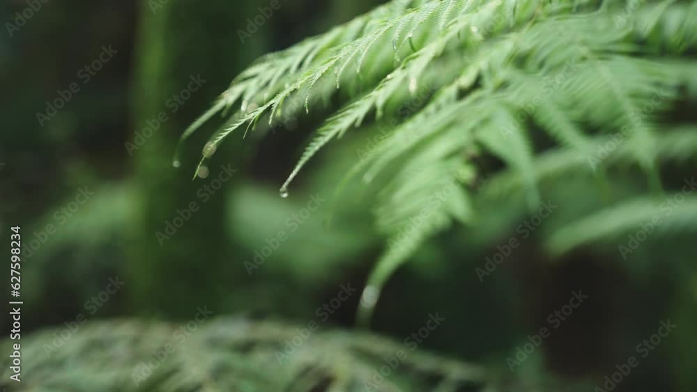 Lush green rainforest, Sunlight falling on fern tree, rack focus macro new zealand water on leaf, symmetry satisfaction iconic Lush green rainforest, Sunlight falling on fern tree, rack focus macro new zealand water on leaf, symmetry satisfaction iconic